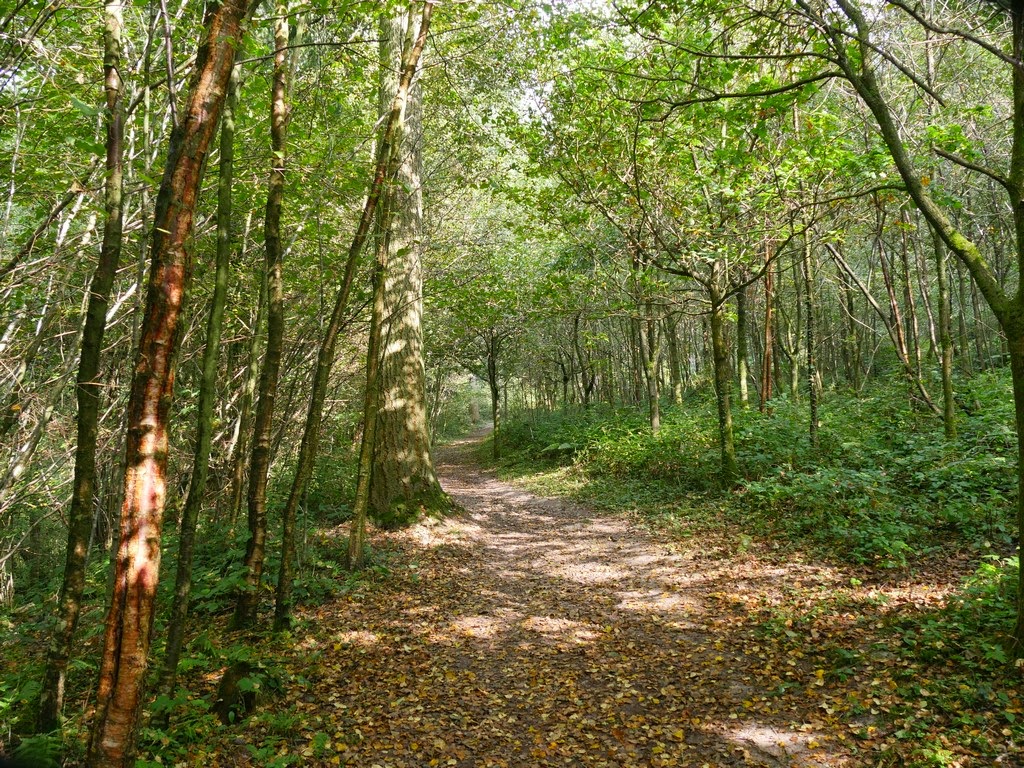 A sunlit forest path winding through trees with leaves scattered on the ground.