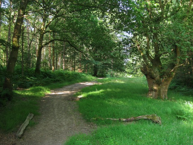 A dirt path winds through a sunlit green forest with tall trees and grassy undergrowth.