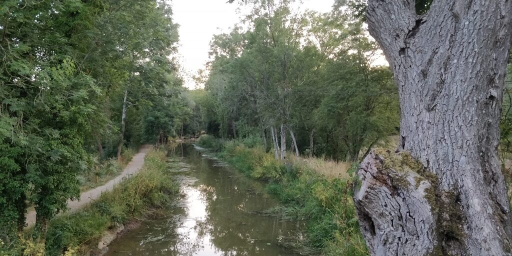 A narrow muddy canal lined with trees on both sides, with a large tree trunk in the foreground.
