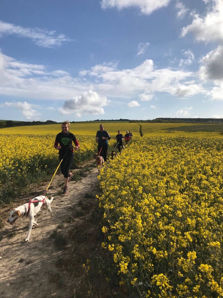 A group of people walks along a dirt path through a bright yellow flower field, with a dog leading the way and a blue sky above.