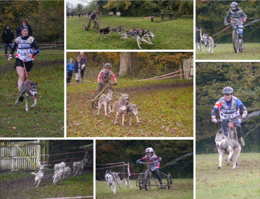 Collage of people racing with teams of dogs in a dog-powered event across a grassy field.