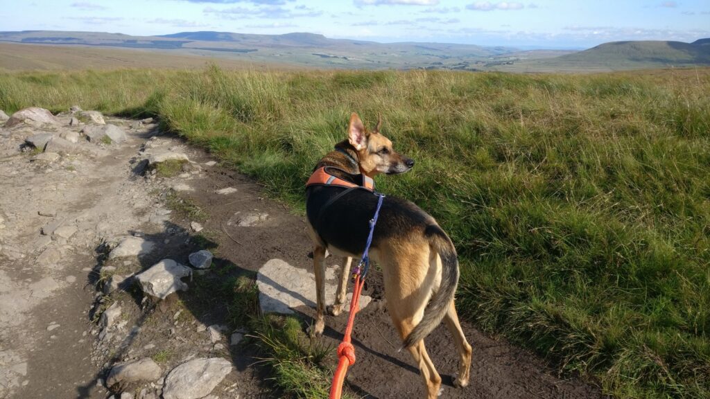 A dog on a red leash strolls along a dirt path beside grassy fields and distant hills under a blue sky.