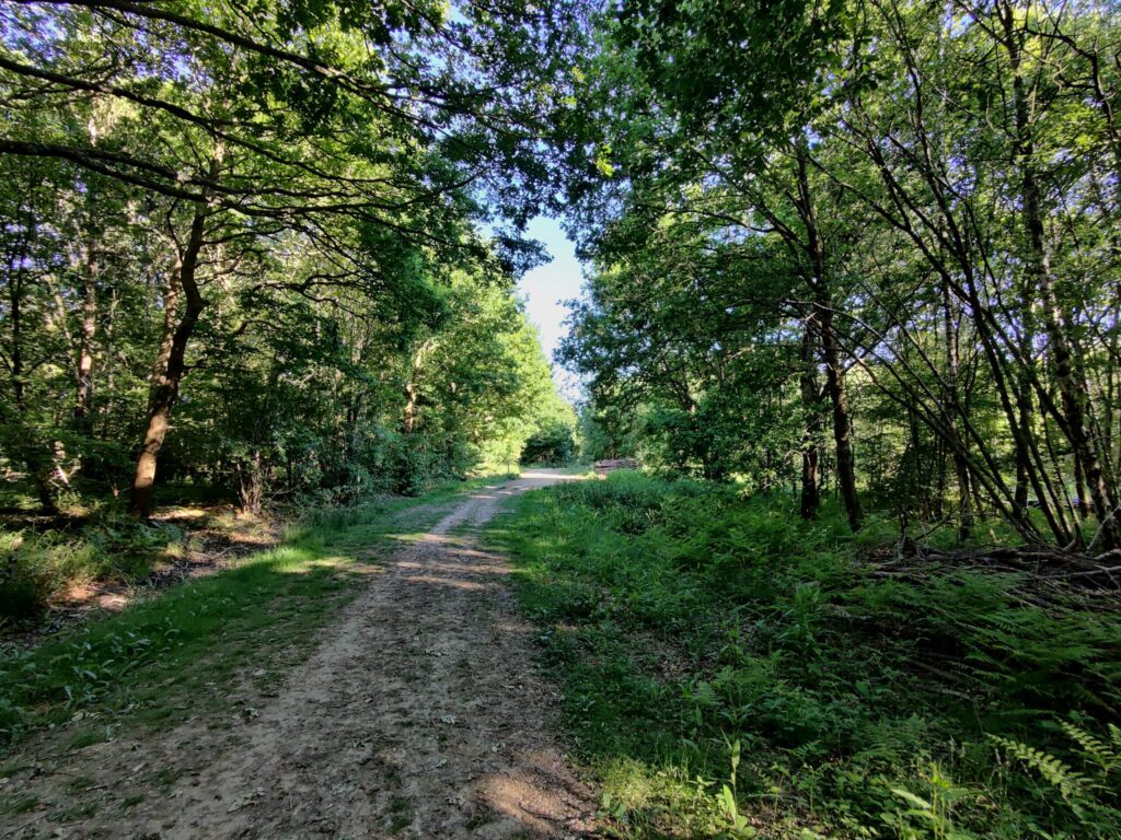 A dirt path winds through a sunlit forest with dense green trees on either side.