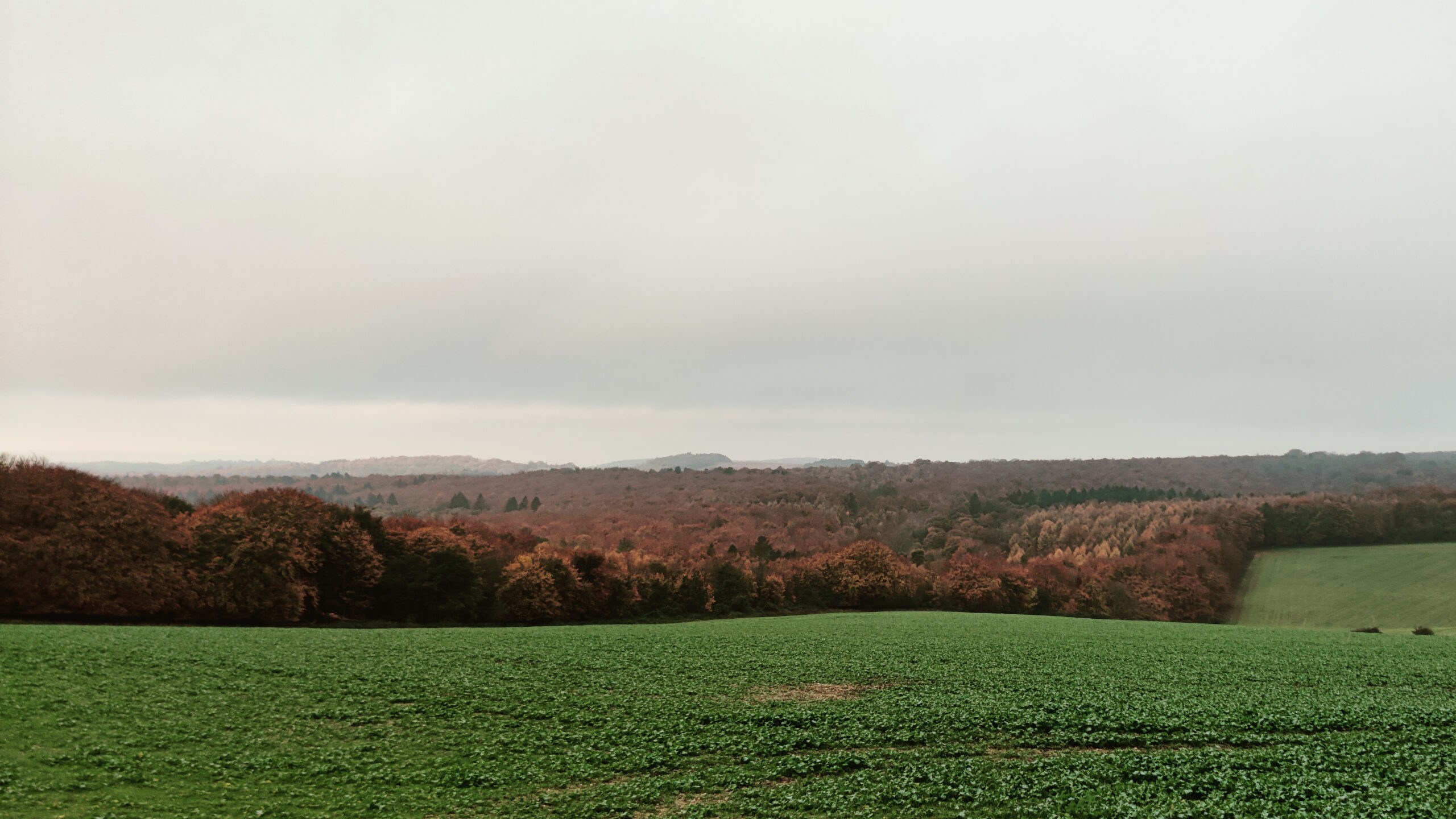A wide rural landscape with green fields in the foreground, a line of autumn-colored trees in the middle distance, and a pale cloudy sky.