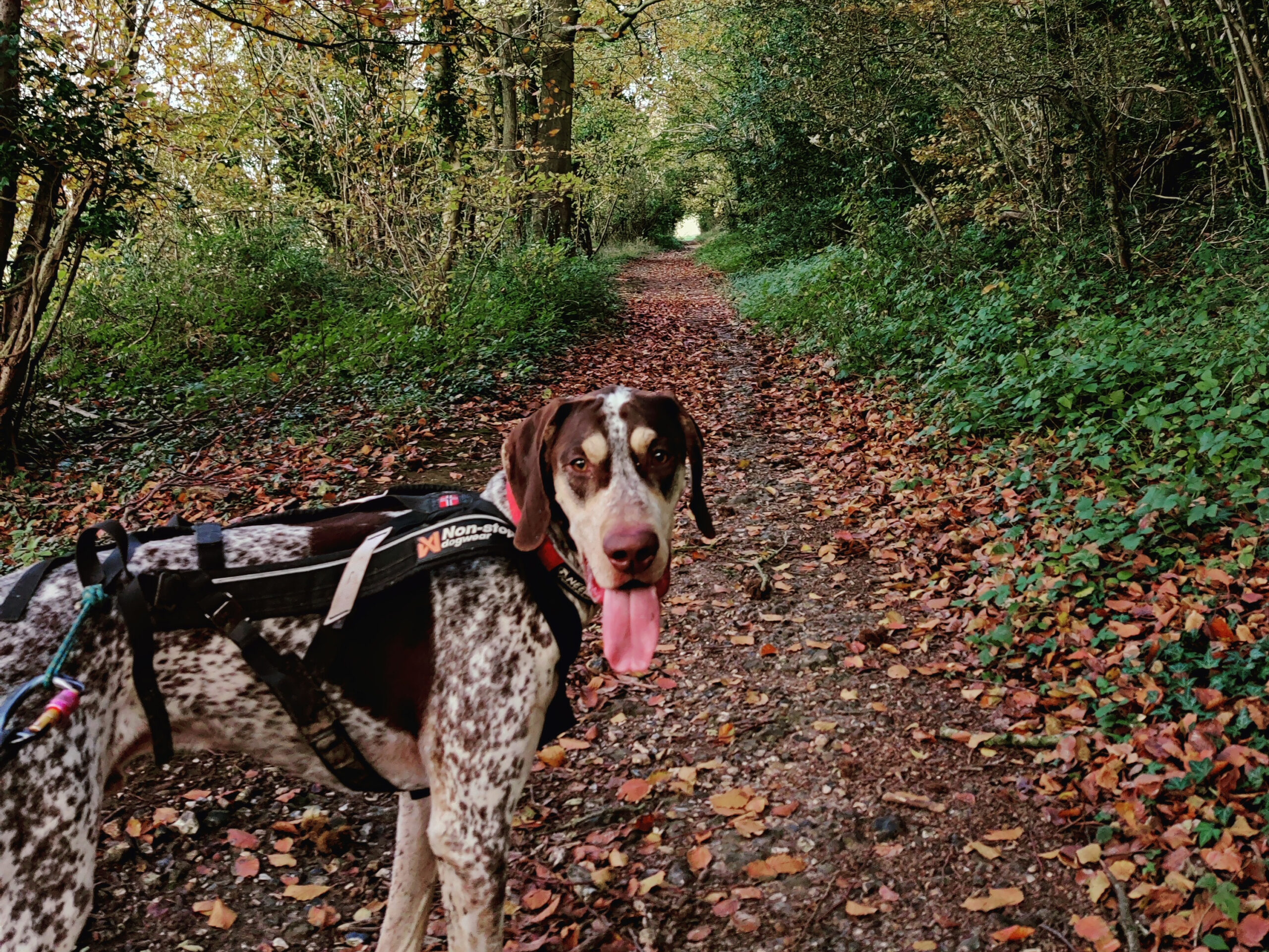 Houghton Forest – 7km