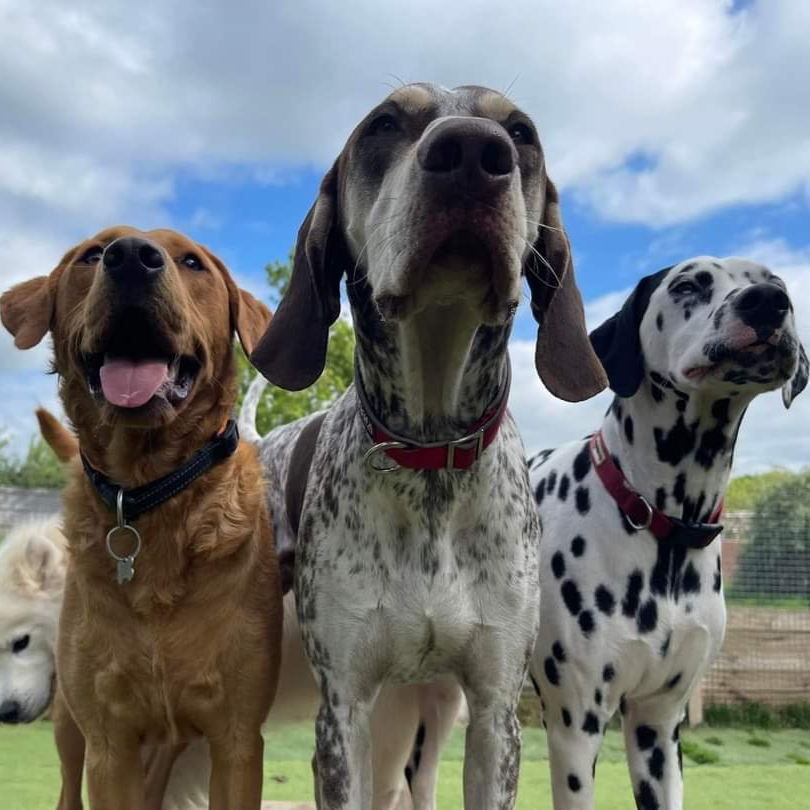 Three dogs of different breeds stand outdoors on grass, facing the camera.