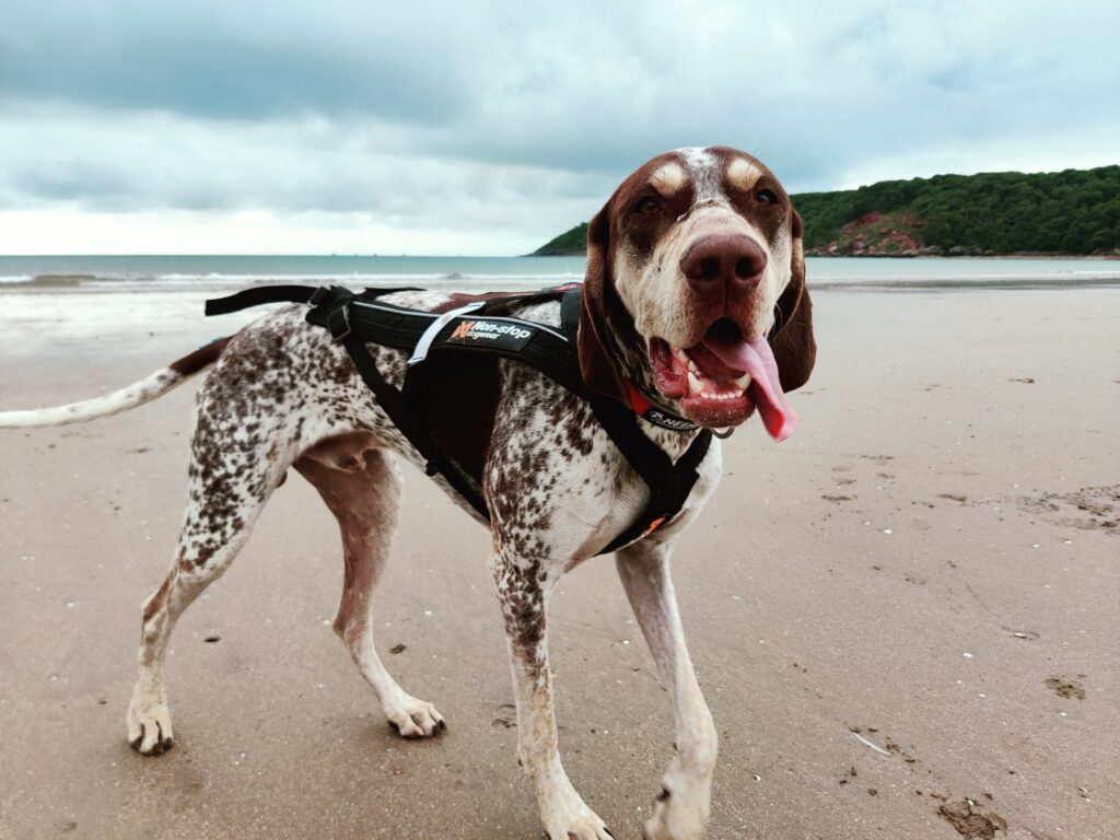 A brown and white dog wearing a harness stands on a sandy beach with the ocean and a green hillside in the background.