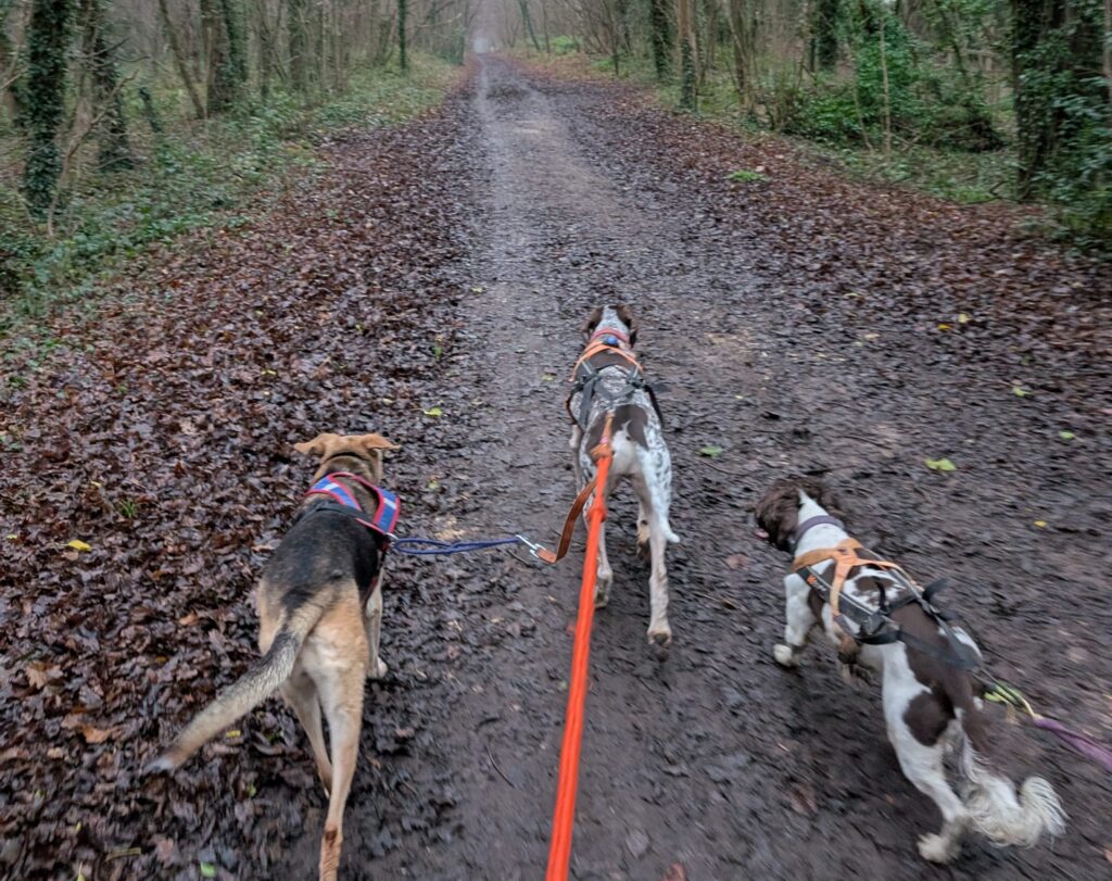 Four dogs on leashes walk along a muddy, leaf‑covered forest path.