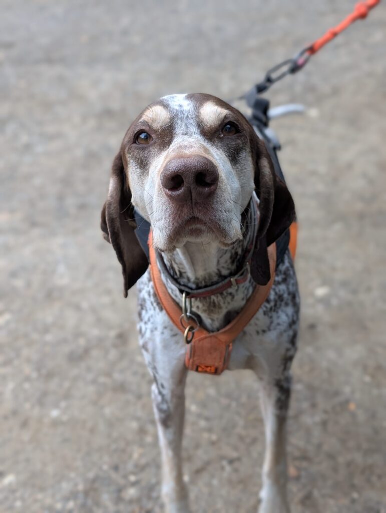 A brown and white dog wearing an orange harness on a leash, looking at the camera.
