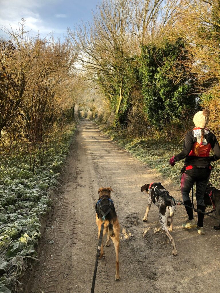 Dogs and a running, heading down a trail