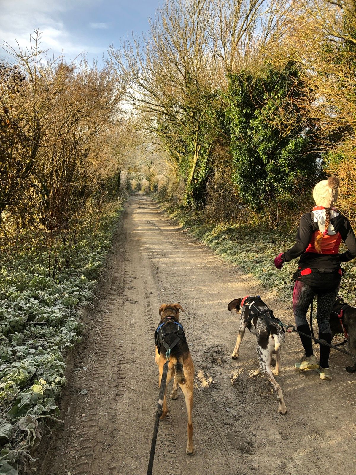 Beginners Guide #4. – Trail Running & Canicross: Safety and Etiquette (Because We Share the Paths, Folks!)