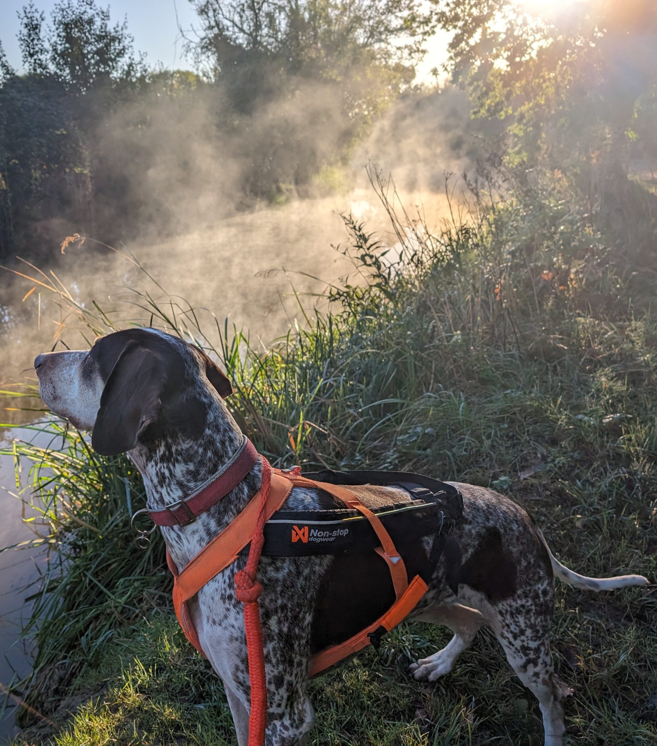 Running with Dogs – Because Solo Running Is Just Too Quiet (And Less Likely to Involve Squirrel-Induced Faceplants)