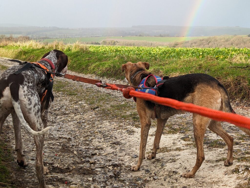 Two dogs tug on a red leash in a muddy field with a rainbow in the background.