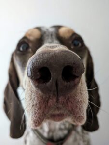 Close-up of a dog's face with a large nose looking at the camera.