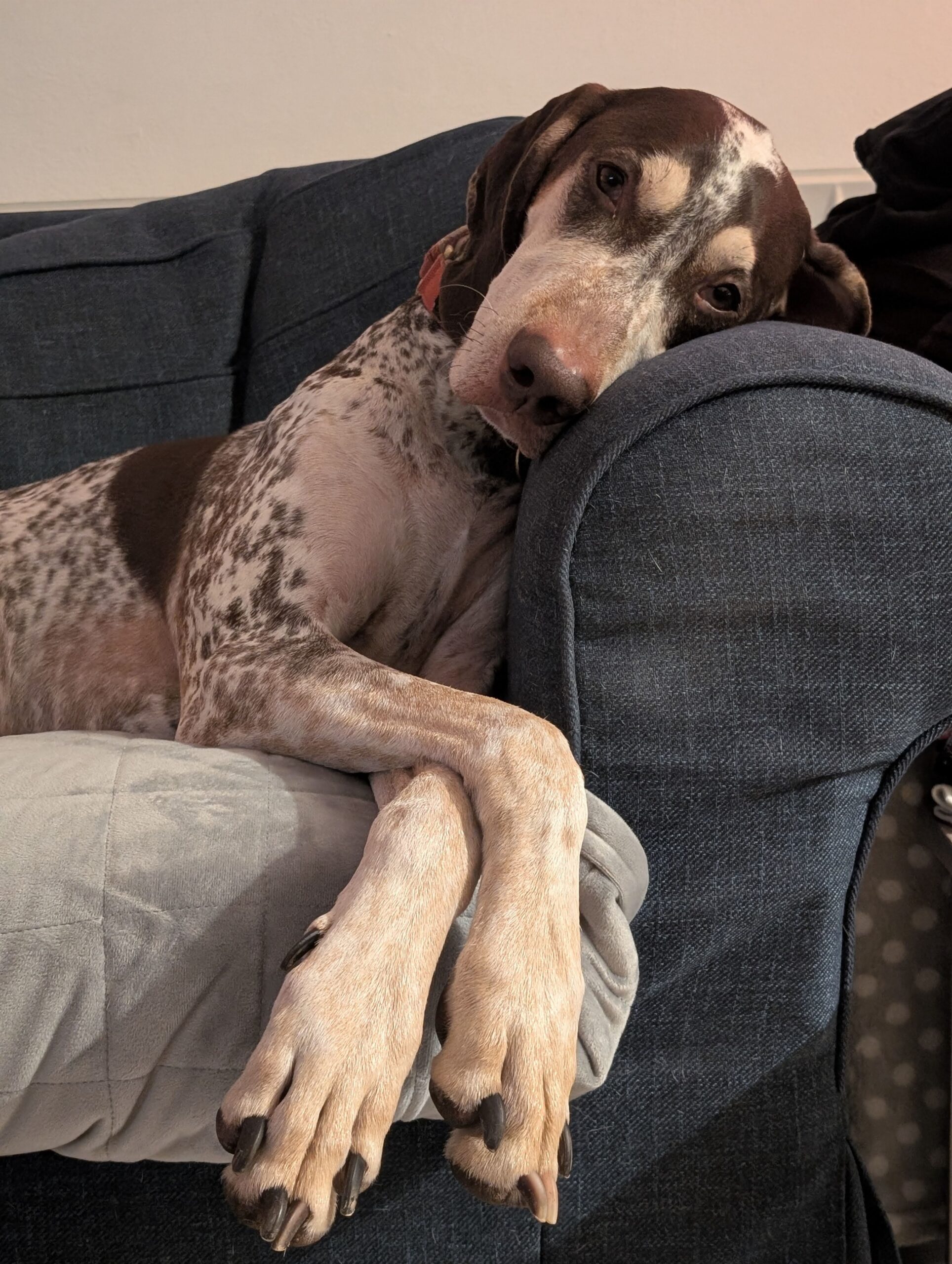 The Post-Run Dog: From Olympian to Couch Potato in 0.5 Seconds