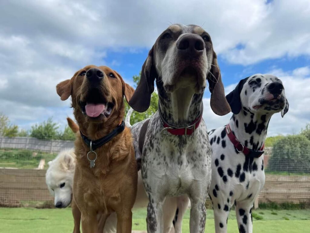 Four dogs of various breeds posing on a green lawn under a cloudy sky.
