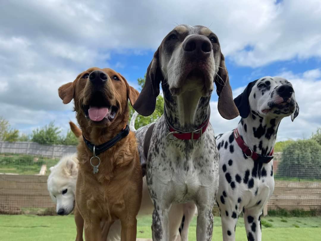 Canicross – It’s Not Just for Huskies Anymore (Thankfully)