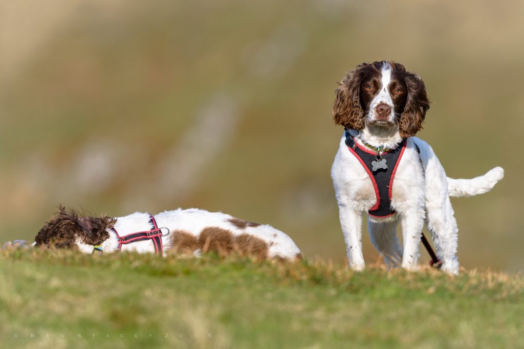Two dogs on a grassy field, one standing and facing forward while the other lies down wearing a harness.